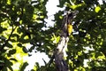 Black-rumped flameback, golden-backed woodpecker or lesser goldenback in Jim Corbett National Park Royalty Free Stock Photo