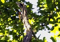 Black-rumped flameback, golden-backed woodpecker or lesser goldenback in Jim Corbett National Park Royalty Free Stock Photo