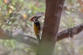 Black-rumped flameback Dinopium benghalense observed in Bera Royalty Free Stock Photo