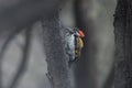 Black-rumped flameback or Dinopium benghalense, also known as the lesser golden-backed woodpecker or lesser goldenback, seen at Royalty Free Stock Photo