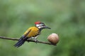 Black-Rumped Flameback, Dinopium Benghalense, Bangalore, Karnataka Royalty Free Stock Photo