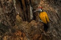 Black-rumped Flameback - Dinopium benghalense, beautiful colored woodpecker from South Asian forests, jungles and woodlands Royalty Free Stock Photo