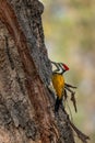 Black-rumped Flameback - Dinopium benghalense, beautiful colored woodpecker from South Asian forests, jungles and woodlands Royalty Free Stock Photo