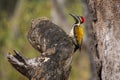 Black-rumped Flameback - Dinopium benghalense, beautiful colored woodpecker from South Asian forests, jungles and woodlands Royalty Free Stock Photo
