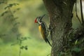 A Black-rumped flameback (Dinopium benghalense) Royalty Free Stock Photo