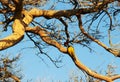 black-rumped flameback (Dinopium benghalense Royalty Free Stock Photo