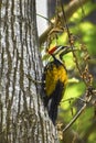 Greater flameback woodpecker or Large golden-backed woodpecker Royalty Free Stock Photo