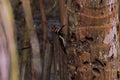 Black rumped flameback