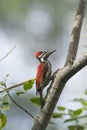 Black-rumped flameback in Ella, Sri Lanka