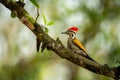 black rumped flameback or lesser golden backed woodpecker or lesser goldenback or Dinopium benghalense bird perch in natural Royalty Free Stock Photo