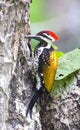 The black-rumped flameback (Dinopium benghalense), also known as the lesser golden-backed. Royalty Free Stock Photo