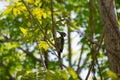 Black-rumped flameback or Lesser Goldenback Woodpecker Dinopium benghalense perching on tree stem Royalty Free Stock Photo