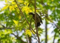 Black-rumped flameback or Lesser Goldenback Woodpecker Dinopium benghalense perching on tree stem Royalty Free Stock Photo