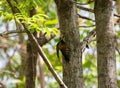 Black-rumped flameback or Lesser Goldenback Woodpecker Dinopium benghalense perching on tree stem Royalty Free Stock Photo