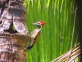 Black rumped flameback on a tree.(Selective focus) Royalty Free Stock Photo