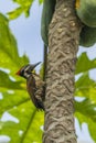 Black rumped flameback woodpecker Royalty Free Stock Photo