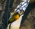 The black-rumped flameback woodpecker Royalty Free Stock Photo