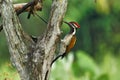 Black Rumped Flameback woodpecker with beautiful background in the perched with insect feed Royalty Free Stock Photo