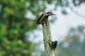 Black Rumped Flameback woodpecker with beautiful background in the perched with insect feed Royalty Free Stock Photo