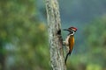 Black Rumped Flameback woodpecker with beautiful background in the perched with insect feed Royalty Free Stock Photo