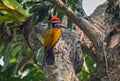 Black-rumped Flameback Woodpecker bird perched vertically on the stem of a tree. Royalty Free Stock Photo