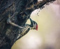 The black-rumped flameback woodpecker Royalty Free Stock Photo