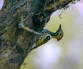 The black-rumped flameback woodpecker Royalty Free Stock Photo