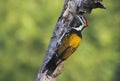 Black-rumped Flameback Woodpecker