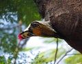 Black-rumped flameback Woodpecker India Royalty Free Stock Photo