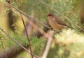 A Black-rumped Waxbill