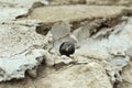 Black rune Nauthiz on stone outdoors. Old Germanic alphabet