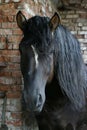 Black Russian shire horse Royalty Free Stock Photo