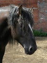 Black Russian shire horse Royalty Free Stock Photo