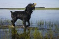 Black Russian Terrier Royalty Free Stock Photo