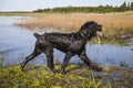 Black Russian Terrier