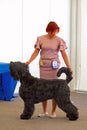 The Black Russian Terrier on dog show