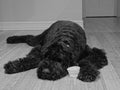 Black Russian Terrier Royalty Free Stock Photo