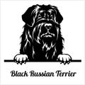 Black Russian Terrier - Peeking Dogs - breed face head isolated on white