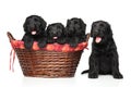 Black Russian terrier puppies Royalty Free Stock Photo