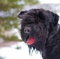 Black russian terrier smiling in the wind