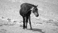 Black sabino pregnant wild horse mare in the central Rocky Mountains of the american west USA - black and white