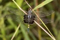 Black saddlebag dragonfly at Belding Wildlife Management Area in Connecticut