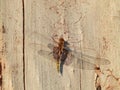 Black Saddlebag Dragonfly Clings to the Side of a Wood Deck