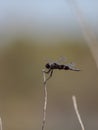 Black saddlebags dragonfly Tramea lacerate Royalty Free Stock Photo
