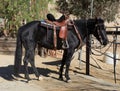 Black saddled horse