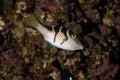 Black Saddled Puffer or Valentini`s Puffer, canthigaster valentini, Adult