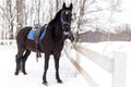 Black saddled riding horse on leash at stall in winter season