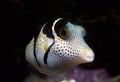 Black-Saddled Toby Puffer Fish