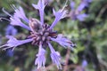 Black sage flower