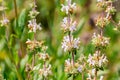 Black sage Salvia mellifera wildflowers